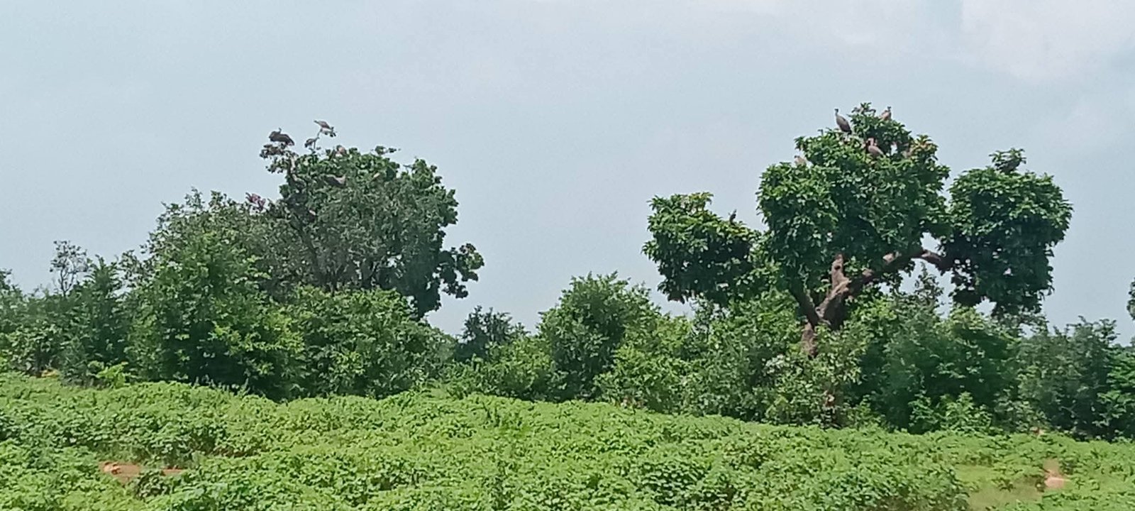 Volunteers planting saplings together during a plantation drive